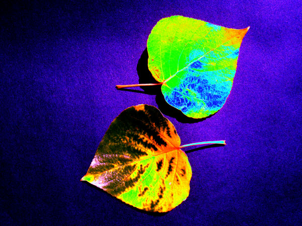 Autumn Blues